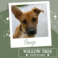 Photo of Pongo