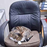 Photo of Little Girl