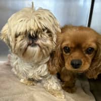 Photo of Molly & Milly