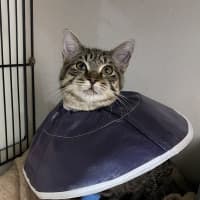 Photo of Tigger