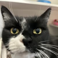 Photo of Oreo