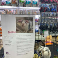 Photo of Nellie