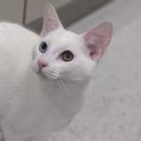 Photo of Ricotta
