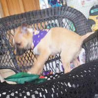 Photo of Flash