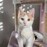 Photo of Lil'guine