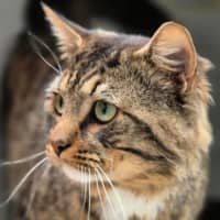 Photo of Bronson 
