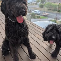 Photo of Tello   1 Year Old Poodle