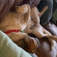 Photo of Amber