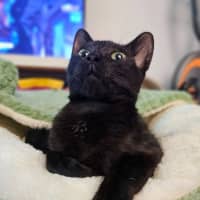 Photo of Yoru