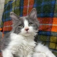 Photo of Darcy