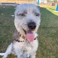 Photo of Winston 