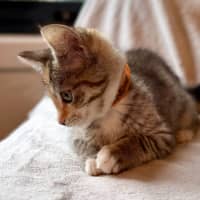 Photo of Sundae   In Foster Care In Bentleigh East