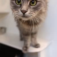 Photo of Lady Penelope