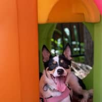 Photo of Polly   1 Year Old Cattle Dog X