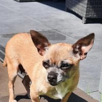 Photo of Pixie   3 Year Old Chihuahua