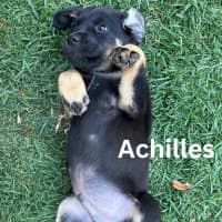 Photo of Thanatos Litter