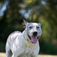 Photo of Pepper