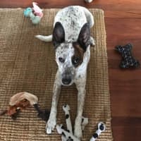 Photo of Rex