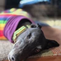 Photo of Bear