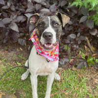 Photo of Tia *$250 Adoption Fee*