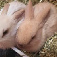 Photo of Lolly & Pop