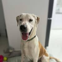 Photo of Koba