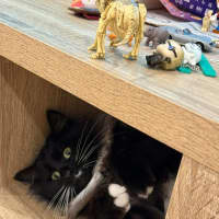 Photo of Radagast   In Foster Care In South Yarra