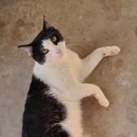 Photo of Sylvester