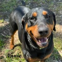 Photo of Annie