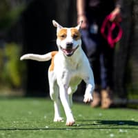 Photo of Hippo Imp 1784