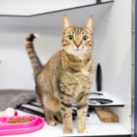 Photo of Nala