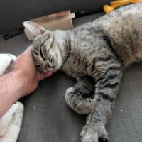 Photo of Marceline   In Foster Care In Preston