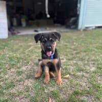 Photo of Eve   9 Week Old German Shepherd 