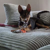 Photo of Poppy