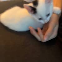 Photo of Comet