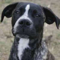 Photo of Diesel