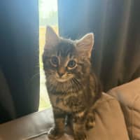 Photo of Mow Mow *9 Lives Project Rescue*