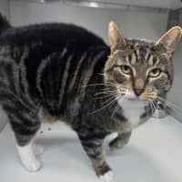 Photo of Hobbs
