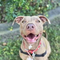 Photo of Cinnamon Toast