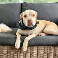 Photo of Sparrow *$250 Adoption Fee* 
