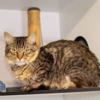 Photo of Turnip