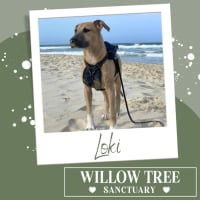 Photo of Loki