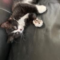 Photo of Charming Meet Me At Pet Stock Chelsea