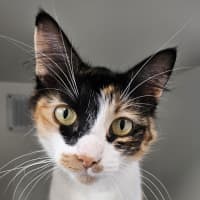 Photo of Spot