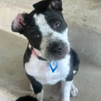 Photo of Nova