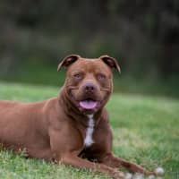 Photo of Mocha