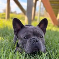 Photo of Nigel