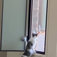 Photo of Moana   Meet Me At Petstock Chelsea