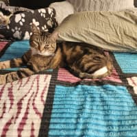 Photo of Theodore ** 2nd Chance Cat Rescue**