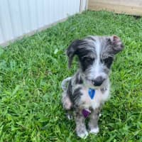 Photo of Clove